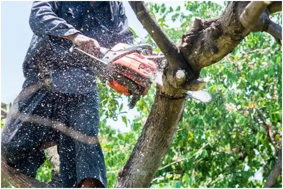 tree services West Middlesex